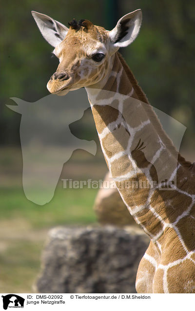 junge Netzgiraffe / young giraffe / DMS-02092