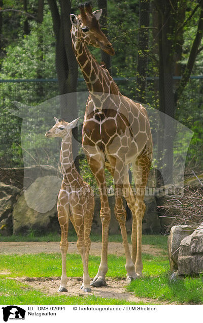 Netzgiraffen / giraffes / DMS-02094