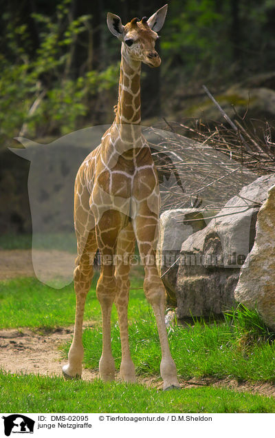 junge Netzgiraffe / young giraffe / DMS-02095