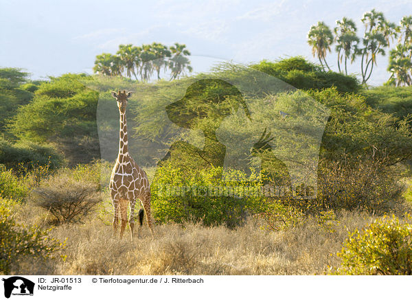 Netzgiraffe / reticulated giraffe / JR-01513