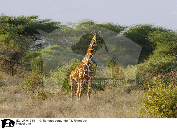 Netzgiraffe / reticulated giraffe / JR-01514