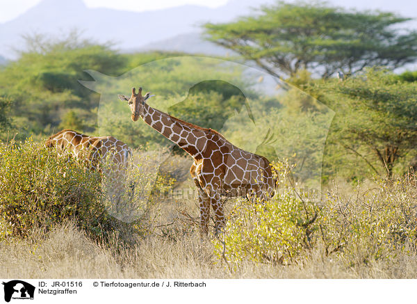 Netzgiraffen / reticulated giraffes / JR-01516