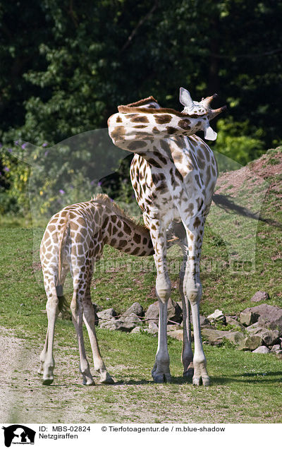 Netzgiraffen / reticulated giraffes / MBS-02824