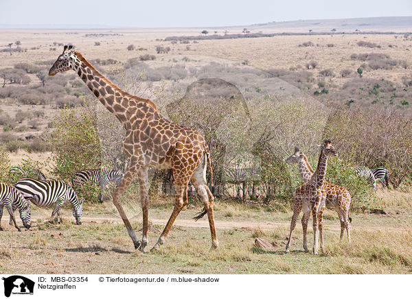 Netzgiraffen / reticulated giraffes / MBS-03354
