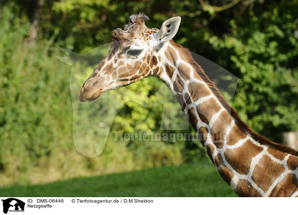 Netzgiraffe / reticulated giraffe / DMS-06446
