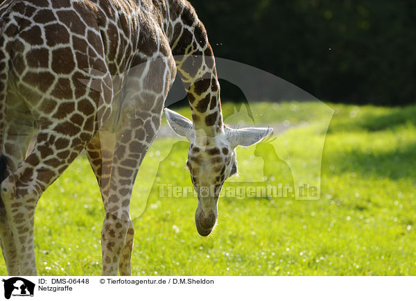 Netzgiraffe / DMS-06448