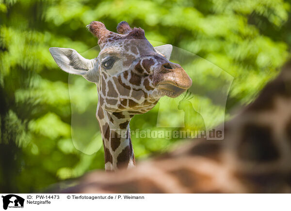 Netzgiraffe / reticulated Giraffe / PW-14473