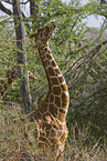 Netzgiraffe