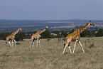 Netzgiraffen