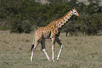 Netzgiraffe