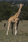 Netzgiraffe