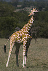 Netzgiraffe