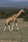 Netzgiraffe