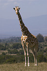 Netzgiraffe