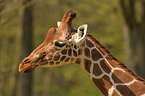 Netzgiraffe