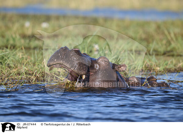Nilpferd / JR-07444