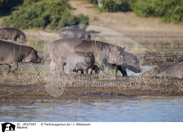 Nilpferd / hippo / JR-07487