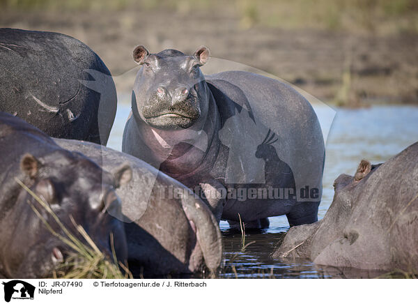 Nilpferd / JR-07490