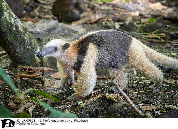 Nrdlicher Tamandua / northern anteater / JR-05623