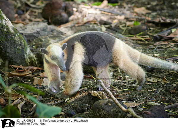 Nrdlicher Tamandua / northern anteater / JR-05624