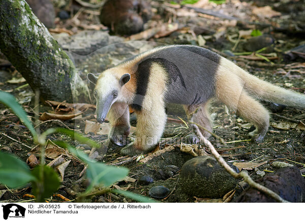 Nrdlicher Tamandua / northern anteater / JR-05625