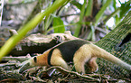 Nrdlicher Tamandua