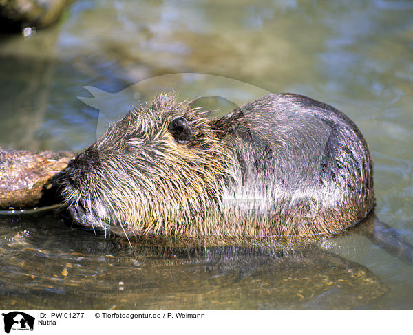 Nutria / PW-01277