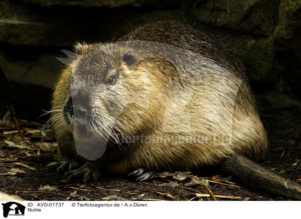 Nutria / Nutria / AVD-01737