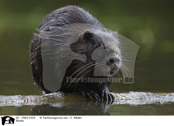 Nutria / CM-01434