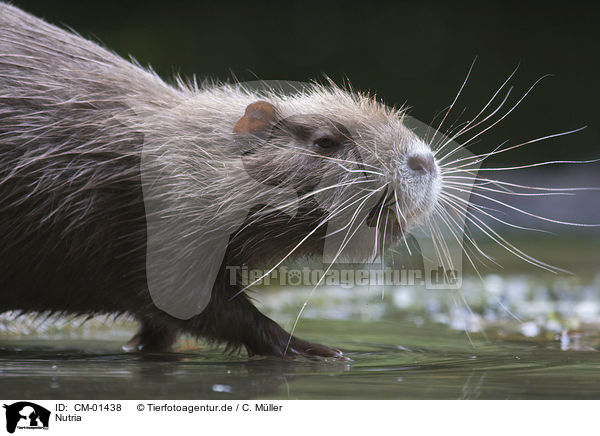 Nutria / CM-01438