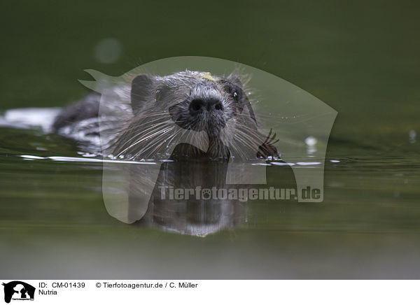 Nutria / CM-01439