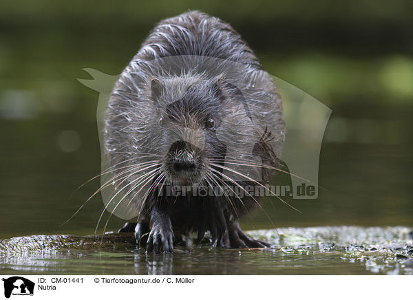 Nutria / CM-01441