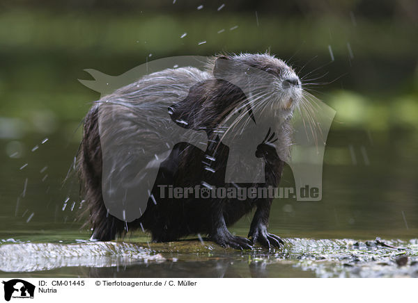 Nutria / CM-01445