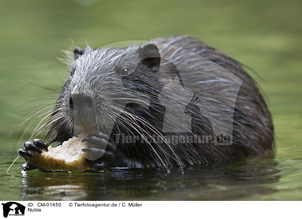Nutria / CM-01450