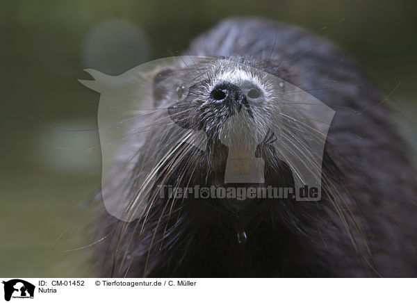 Nutria / CM-01452