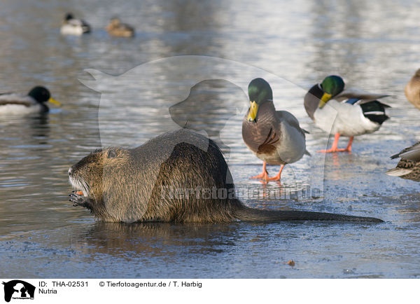 Nutria / coypu / THA-02531