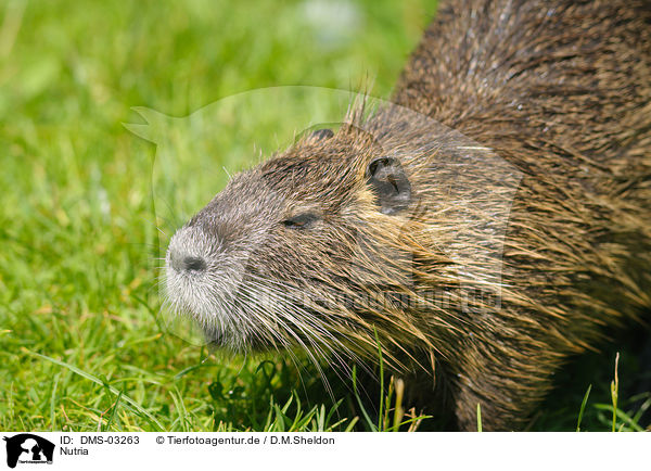 Nutria / DMS-03263