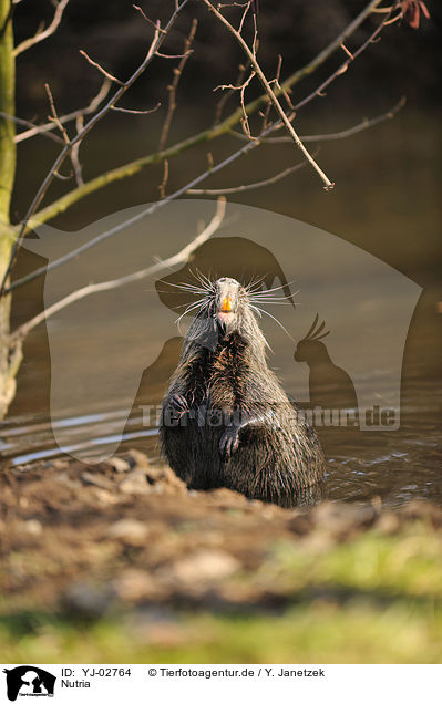 Nutria / coypu / YJ-02764