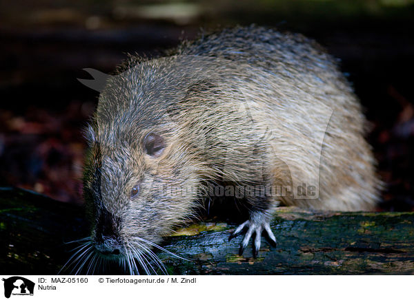 Nutria / coypu / MAZ-05160