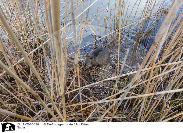 Nutria / coypu / AVD-05626