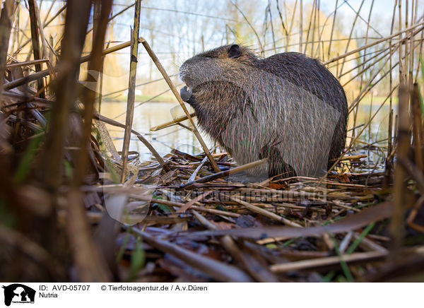 Nutria / coypu / AVD-05707
