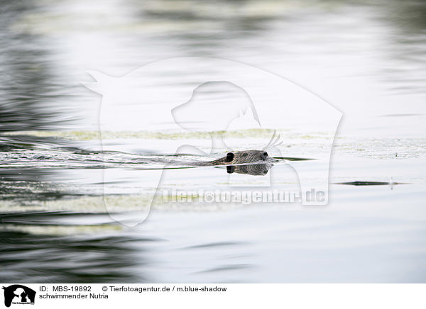 schwimmender Nutria / swimming Nutria / MBS-19892