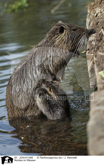 Nutrias im Wasser / Nutrias in the water / JOH-01386