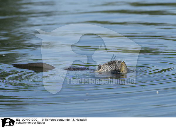 schwimmender Nutria / swimming Nutria / JOH-01390