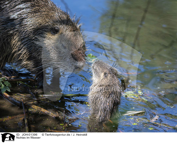 Nutrias im Wasser / Nutrias in the water / JOH-01396