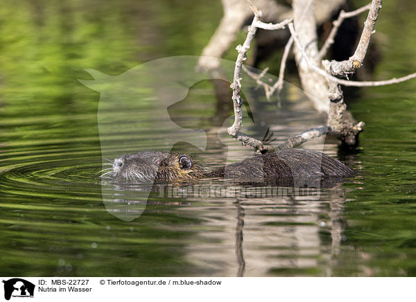 Nutria im Wasser / Nutria in the water / MBS-22727