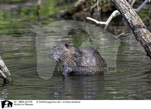 Nutria im Wasser / Nutria in the water / MBS-22738