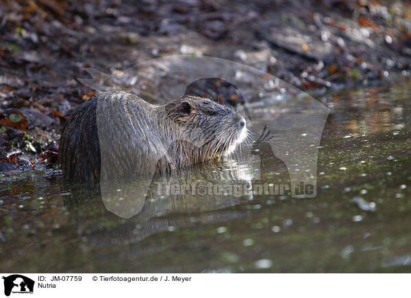 Nutria / Nutria / JM-07759
