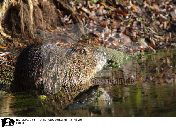 Nutria / Nutria / JM-07778