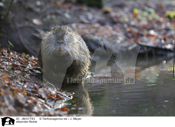 sitzender Nutria / sitting Nutria / JM-07783
